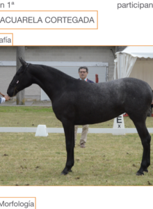 Acuarela Cortegada​