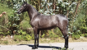 Acuarela Cortegada​