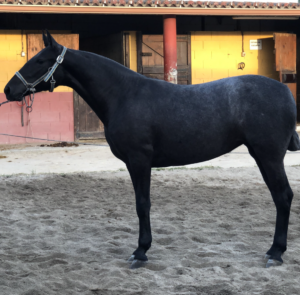 Acuarela Cortegada​
